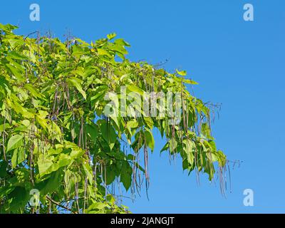 Trompetenbaum, Catalpa, mit Früchten Stockfoto