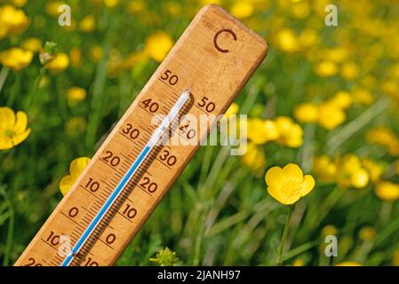 Thermometer on a flower meadow in the summer heat Stockfoto