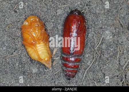 Puppen von Sommerkäfer, Europäischer Juni-Käfer (Amphimallon solstitiale) und Eulentauchmotte (Noctuidae). Stockfoto