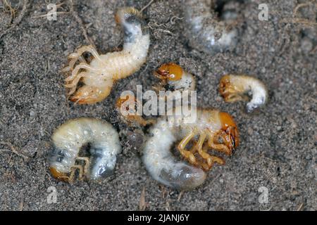 Die Larven des Maikäfers gewöhnlicher Schabe oder Maibug (Melolontha melolontha). Maden sind wichtige Schädlinge von Pflanzen. Stockfoto