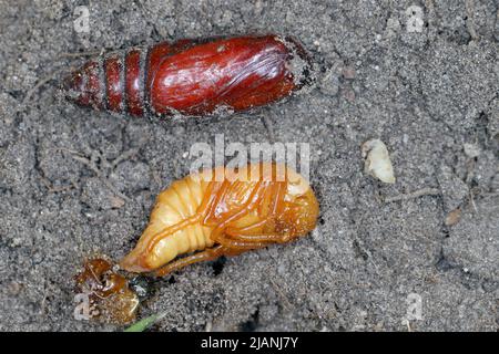 Puppen von Sommerkäfer, Europäischer Juni-Käfer (Amphimallon solstitiale) und Eulentauchmotte (Noctuidae). Stockfoto