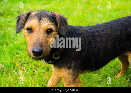 Kopf und Schultern eines schmutzigen, schwarz-braunen, arbeitenden Lakeland-Terriers, der auf grünem Gras steht und die Kamera anschaut und einen Kragen trägt Stockfoto