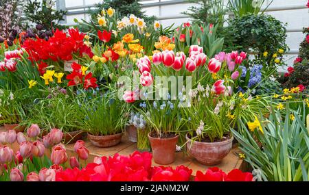 Viele Blumen in einem Gewächshaus. Produktion und Anbau Blumen Stockfoto