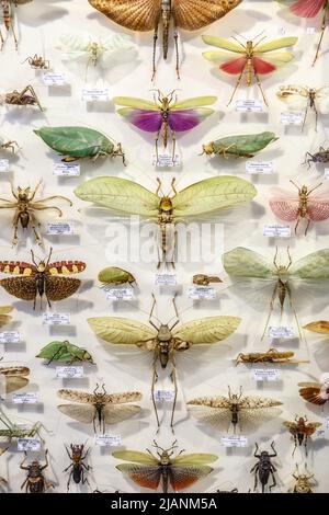 Moskau, Russland - 12. März 2019: Sammlung getrockneter natürlichen Insekten im Apothekergarten. Einstellen der Pin Insekt in Biologie Museum. Zoologie Hintergrund Stockfoto