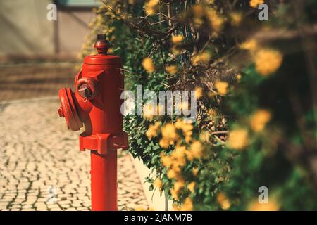 Selektive Konzentration auf einen alten rot rostigen Hydranten in der Straße von Lissabon auf den Pflasterstein in der Nähe der Hecke und des Zauns mit gelben und grünen Blumen an Stockfoto