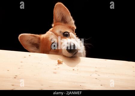 Ein süßer Pembroke Corgi will ein Stück Pizza vom Tisch essen. Hundeleben Stockfoto