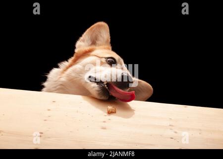 Ein süßer Pembroke Corgi will ein Stück Pizza vom Tisch essen. Hundeleben Stockfoto