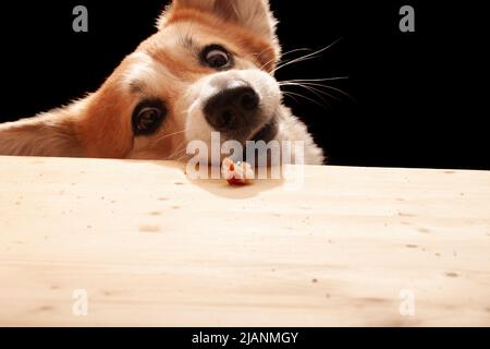 Ein süßer Pembroke Corgi will ein Stück Pizza vom Tisch essen. Hundeleben Stockfoto