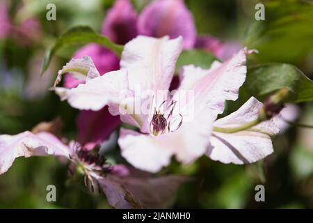 Nahaufnahme eines blühenden Boulevard Clematis 'Samaritan Jo' Stockfoto