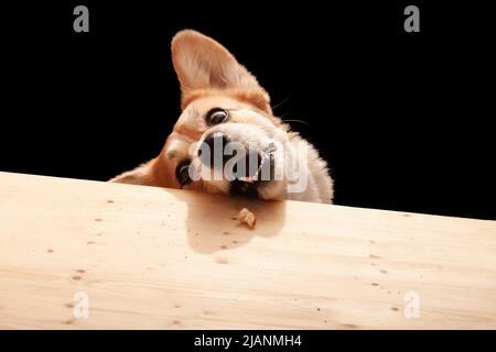 Ein süßer Pembroke Corgi will ein Stück Pizza vom Tisch essen. Hundeleben Stockfoto