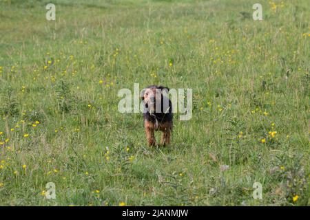 Junger Lakeland-Terrier, der in einem Feld voller Wildblumen läuft Stockfoto