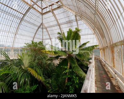 Richmond, Greater London, England, Mai 18 2022: Royal Botanic Gardens Kew. Inneneinrichtung des Palm House. Stockfoto