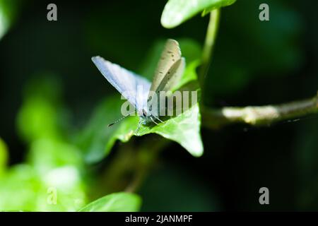 Blauer Schmetterling (Celastrina argiolus) auf einem Efeu-Blatt Stockfoto