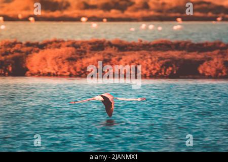 Fliegender Flamingo, Phoenicopterus ruber Stockfoto