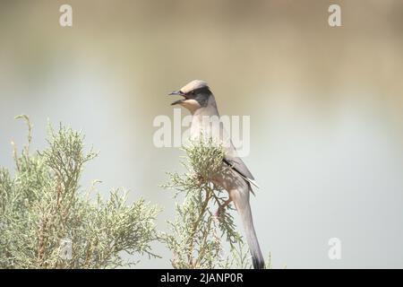 Der wattled Star (Creatophora cinerea) ist ein nomadischer Vogel im östlichen und südlichen Afrika. Stockfoto