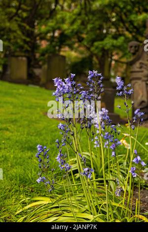 Blaue Blumen auf dem Friedhof der Pfarrkirche St. Cuthbert in Edinburgh Stockfoto