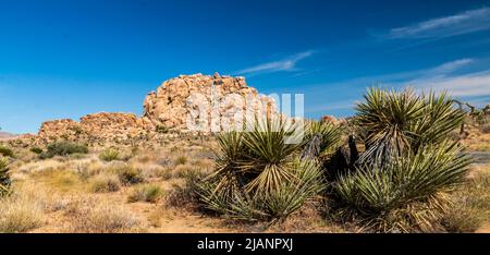 Besondere Felsformationen großer Felsbrocken im Joshua Tree National Park in Kalifornien an einem klaren, blauen Sommertag. Stockfoto