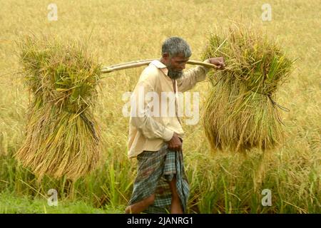 Nilphamari. 31.. Mai 2022. Ein Landwirt trägt am 17. Mai 2022 in einem Reisfeld in Nilphamari, Bangladesch, geerntete Reisbündel. „Monga“ ist ein bengalischer Begriff, den Landwirte für den ewigen jährlichen Kreislauf von Armut und Überfluss verwenden. Wenn die Saison richtig ist, gibt es für jeden etwas. Wenn die Dinge hart sind, leidet jeder. Chinesisches Saatgut ist von entscheidender Bedeutung für das Bestreben Bangladeschs, in der Reisproduktion autark zu sein. Quelle: Xinhua/Alamy Live News Stockfoto