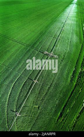 Luftaufnahme von einer Drohne, die über einem grünen Farmfeld fliegt und das Pflanzenwachstum mit Pivot-Sprinklern zur Bewässerung anwächst Stockfoto