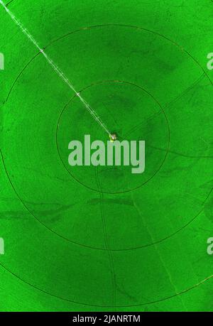 Luftaufnahme von einer Drohne, die über einem grünen Farmfeld fliegt und das Pflanzenwachstum mit Pivot-Sprinklern zur Bewässerung anwächst Stockfoto