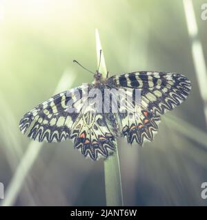 Ein südlicher Festoon-Schmetterling. Zerynthia polyxena. Stockfoto