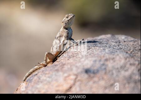 Ein südlicher Felsen, der auf einem Felsen in Afrika liegt Stockfoto