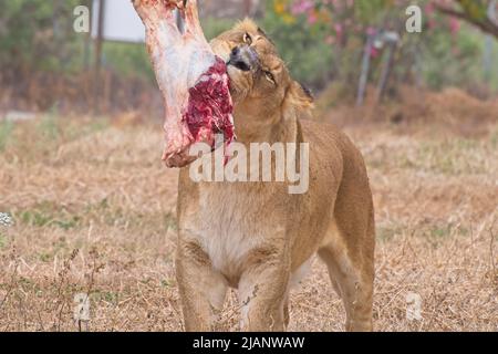 Löwin, die ein Stück Fleisch isst. Hochwertige Fotos Stockfoto