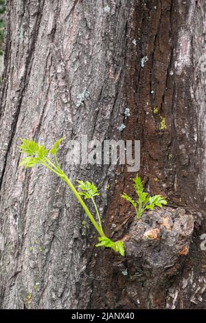 Kleine Pflanzen wachsen über alten Baumstämmen Stockfoto