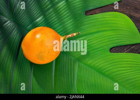 Bio reife Granadilla Frucht - Passiflora ligularis Stockfoto