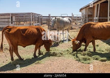Douglas, Arizona - Nutztiere auf der Slaughter Ranch, im Südosten von Arizona an der mexikanischen Grenze. Ursprünglich die San Bernardino Ranch genannt, war es Stockfoto
