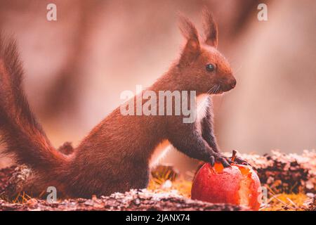 Porträt eines Eichhörnchens mit Pfoten, die auf einem roten Apfel ruhen Stockfoto