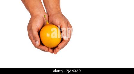 Granadilla tropische Frucht in den Händen - Passiflora ligularis Stockfoto