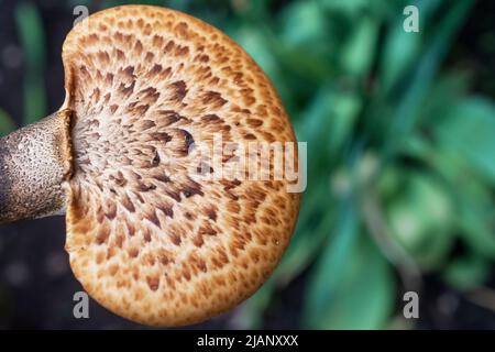 Der faasante Rückenpilz vor einem natürlichen grünen Hintergrund. Platz auf der rechten Seite kopieren. Stockfoto