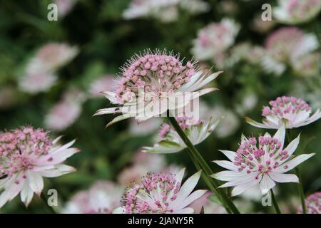 Großes Meisterwerk (Astratia-Dur) Stockfoto