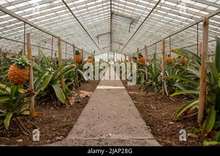 Traditionelle Ananas-Plantage im Gewächshaus der Azoren. Insel São Miguel im Archipel der Azoren. Stockfoto