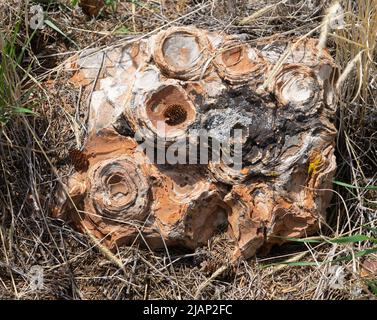 Siehe Fossiles Gestein, das mindestens 12 Zoll lang ist. Vielleicht lebte das Meeresleben in dem Exemplar. Diese befinden sich im Big Horn Basin von Wyoming. Stockfoto