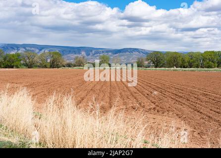 Neu angelegtes Land wurde gerade gesät. In der Ferne befinden sich Bäume und die Big Horn Mountains von Wyoming. Der Himmel ist blau bewölkt. Es ist Frühling. Stockfoto