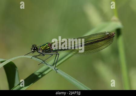 Ein Weibchen gebänderte Demoiselle, Calopteryx, splendens, auf einem Grashalm ausrastend. Stockfoto