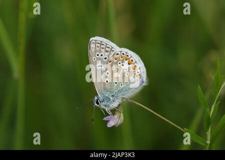 Ein männlicher Blauer Schmetterling, Polyommatus icarus, ruht im Frühling auf einer Wildblume auf einer Wiese. Stockfoto