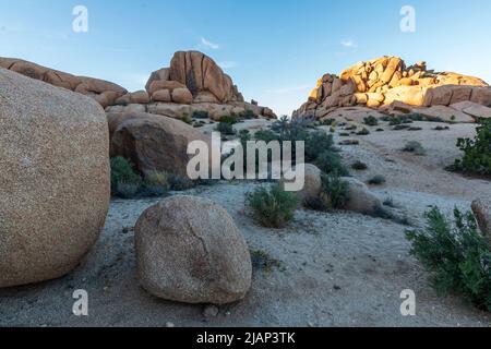 Besondere Felsformationen großer Felsbrocken im Joshua Tree National Park in Kalifornien an einem klaren, blauen Sommertag. Stockfoto