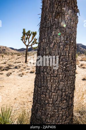 Nahaufnahme eines Joshua Tree Stammes vor einer Landschaft und blauem Himmel im Joshua Tree National Park. Stockfoto