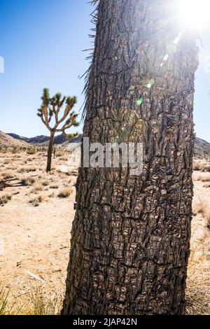 Nahaufnahme eines Joshua Tree Stammes vor einer Landschaft und blauem Himmel im Joshua Tree National Park. Stockfoto