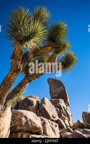 Felskletterer im Joshua Tree National Park auf dem Grabstein in der Nähe des Ryan Campground. Stockfoto