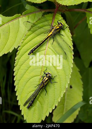 Gemeine Clubtail-Fliege (Gomphus vulgatissimus). Männchen und Weibchen ruhen auf demselben Blatt. River Severn, bei Bridgnorth, Shropshire Stockfoto