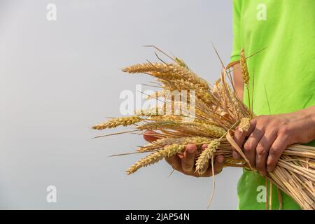 Nahaufnahme von zwei Händen, die goldene Weizenspitzen auf dem Feld halten. Rustikale Outdoor-Szene. Stockfoto