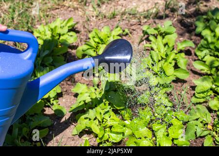 Bewässerung von Betten mit Radieschen aus einer Gießkannen. Gemüsepflanzen im Garten anbauen. Stockfoto