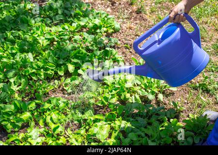 Der Bauer wässern die Beete mit Gemüse aus einer Gießkannen. Pflege und Anbau von Pflanzen im Garten. Stockfoto