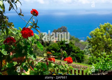 Rote Geranienblüten vor üppiger grüner Vegetation und dem Blau des Atlantischen Ozeans, in der Nähe von Funchal, Madeira. Platz für Kopie. Stockfoto