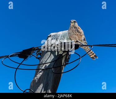 Ein junger Kestrel-Vogel, der auf Elektrokabeln mit einem klaren blauen Himmel im Hintergrund thront. Platz für Kopie. Stockfoto