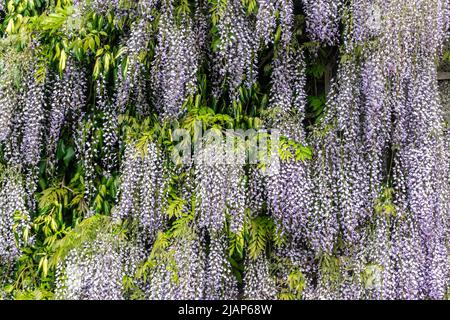 Eine violette Glyzinie-Pflanze in voller Blüte. Stockfoto